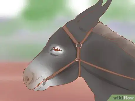 Image titled Check Whether Your Horse or Donkey Needs to See a Dentist Step 11