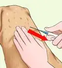 Administer a Vaccine to a Dog