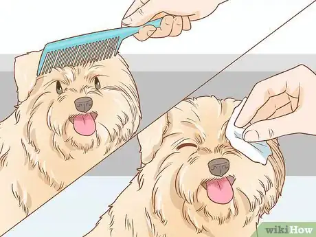 Image titled Groom a Wheaten Terrier Step 8