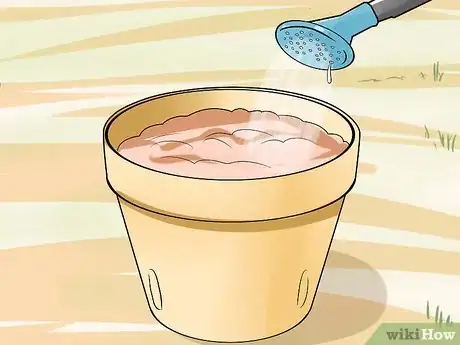 Image titled Plant Allium Bulbs Step 14