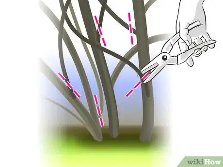 Image titled Prune Forsythia Step 06