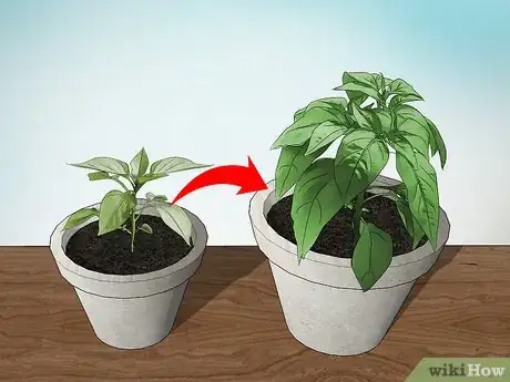 Image titled Grow Jalapenos in a Pot Step 9