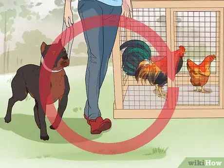 Image titled Introduce a Dog to Pet Chickens Step 6