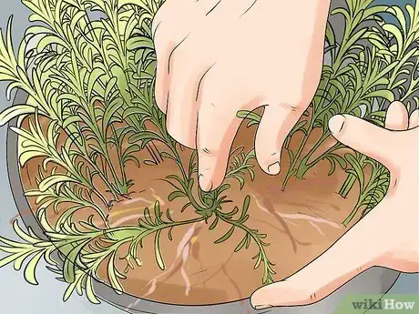 Image titled Divide a Lavender Plant Step 4