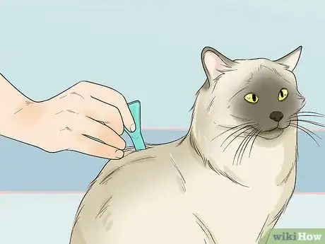 Image titled Deal with Persistent Feline Flea Problems Step 11