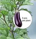 Prune Eggplant