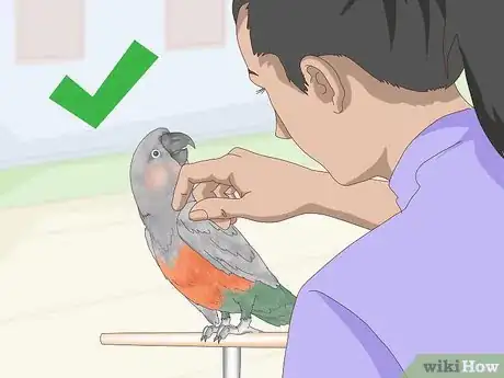 Image titled Know if a Red Bellied Parrot Is Right for You Step 1
