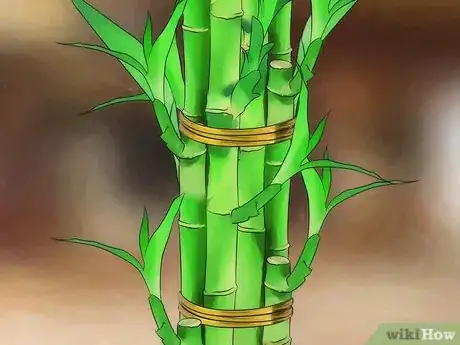 Image titled Take Care of Lucky Bamboo Step 12