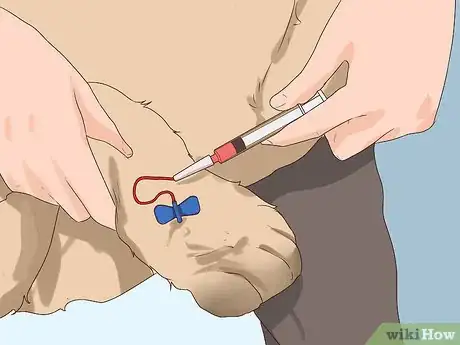 Image titled Ensure Passive Immunity in Newborn Puppies Step 10