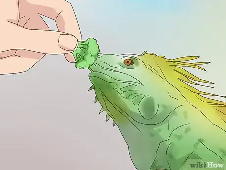 Image titled Buy an Iguana Step 16