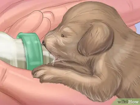 Image titled Make Sure That Your Dog Is Ok After Giving Birth Step 11