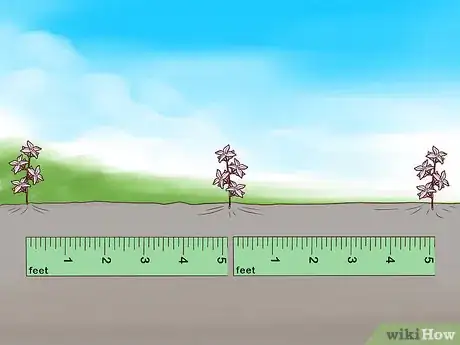 Image titled Grow Boronia Step 11