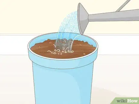 Image titled Grow Eryngium Foetidum Step 3