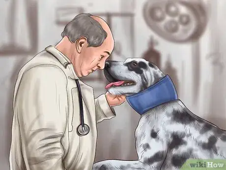 Image titled Treat Bloat in Great Danes Step 7