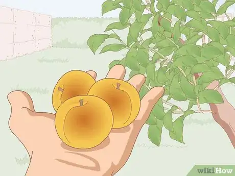 Image titled Dry Apricots Outside Step 1