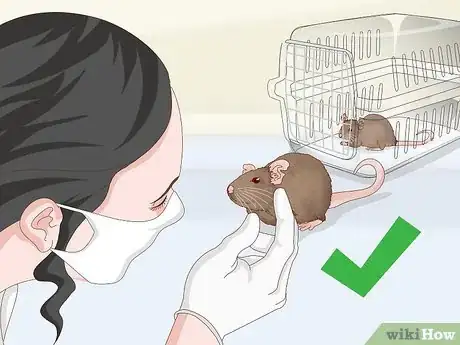 Image titled Keep a Pair of Pet Rats Step 18