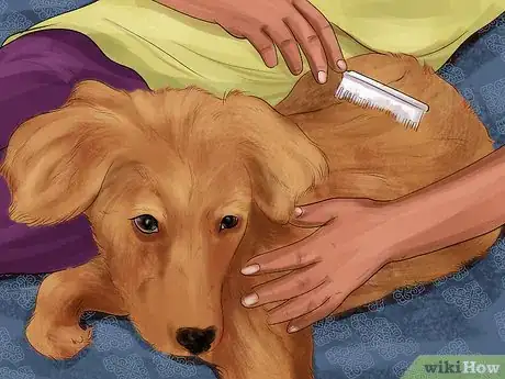 Image titled Get Dog Smell Out of the Carpet Step 11
