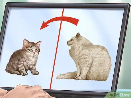 Image titled Identify Early Signs of Chronic Kidney Disease in Cats Step 13