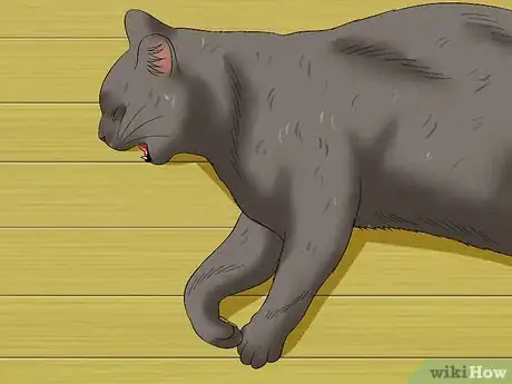 Image titled Diagnose Heartworm Disease in Cats Step 2