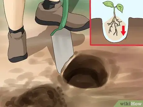 Image titled Divide a Phlox Plant Step 9