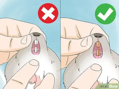 Image titled Handle Calcium Deficiency in Chinchillas Step 1