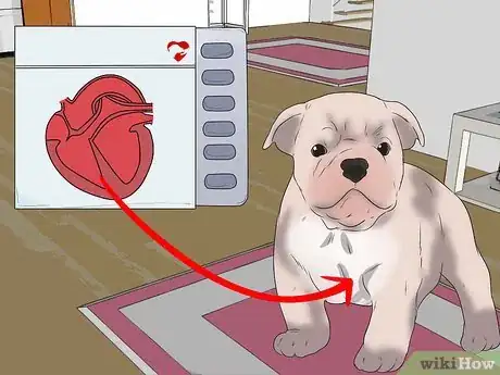 Image titled Care for Bulldogs Step 4