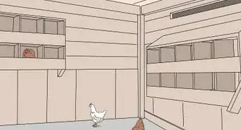 Promote Egg Laying in Hens