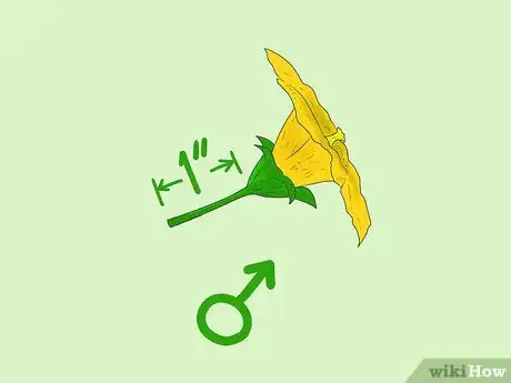 Image titled Cross Pollinate Different Vegetables to Create Hybrids Step 6