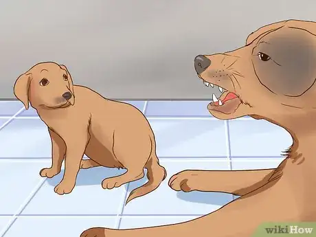 Image titled Introduce a Puppy to a Senior Dog Step 12