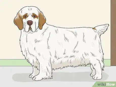 Image titled Identify a Clumber Spaniel Step 9