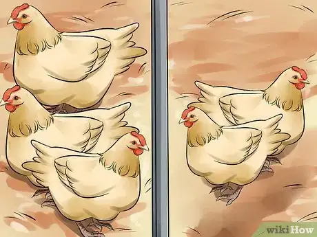 Image titled Add New Chickens to a Flock Step 2