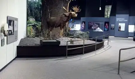 Image titled Stuffed Moose NYSM