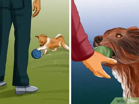 Image titled Introduce a Puppy to a Dog Step 23