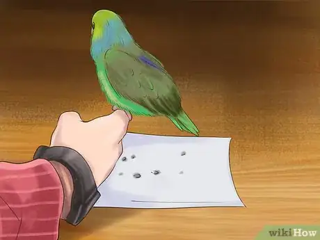 Image titled Care for a Pacific Parrotlet Step 22