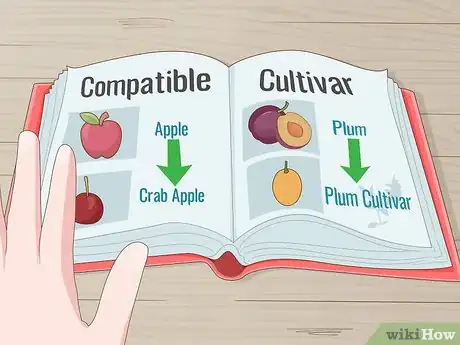 Image titled Pollinate Fruit Trees Step 2