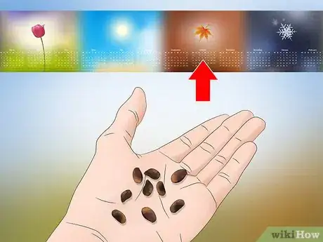 Image titled Grow Evergreen Trees Step 1