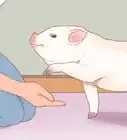 Train a Pig