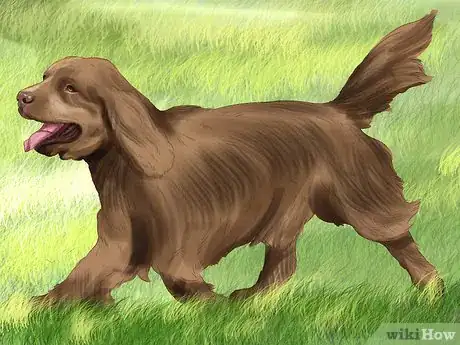 Image titled Identify a Sussex Spaniel Step 10