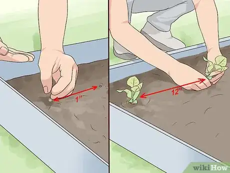 Image titled Grow Mustard Greens Step 5