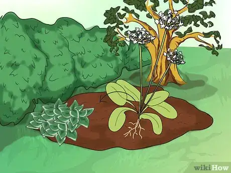 Image titled Make a Bog Garden Step 6Bullet2