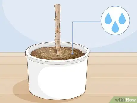 Image titled Grow a Noni Tree Step 12