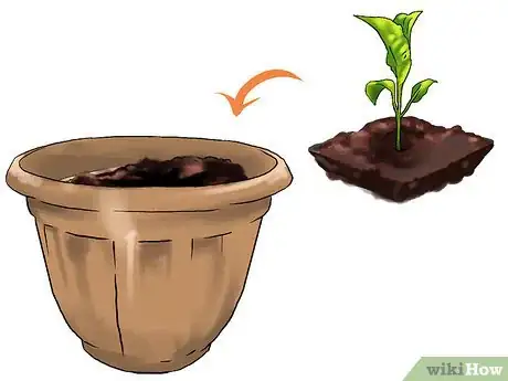 Image titled Grow Eggplants in Pots Step 19