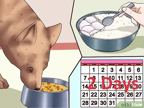 Image titled Ease Your Dog's Stomach Problems Step 15
