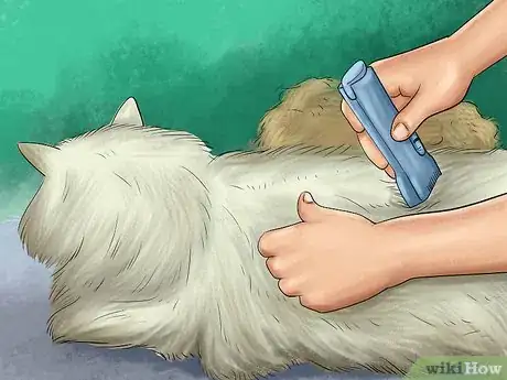 Image titled Protect an Outdoor Cat from Excess Sunlight Step 2