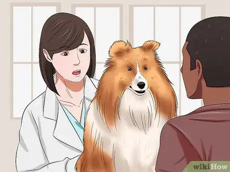 Image titled Care for Shelties Step 2