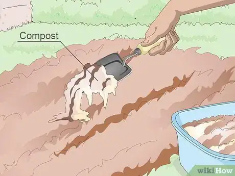 Image titled Grow Sweet Onions Step 5