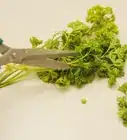 Prepare Parsley