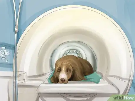 Image titled Treat Canine Stroke Step 3