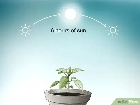 Image titled Grow Jalapenos in a Pot Step 6