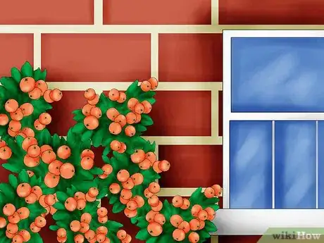 Image titled Plant Pyracantha Step 13